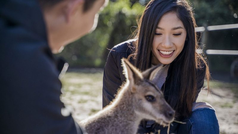 Billabong Zoo: Koala and Wildlife Park, Port Macquarie. Image credit: Destination NSW
