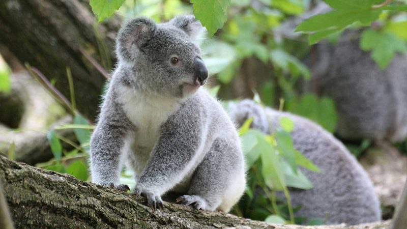 Guulabaa - Place of Koala