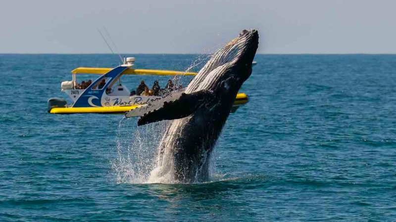 Port Jet Cruise Adventures