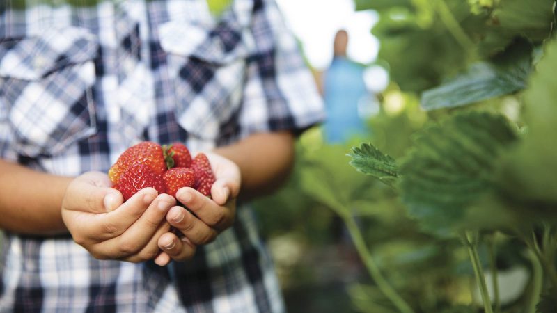 Ricardoes Tomatoes and Strawberries, Port Macquarie. Image Credit: Destination NSW
